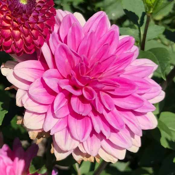 Meet your Posher, Saladofthegods - Picture 1 of 1